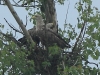 05-seeadler-29-05-20130001