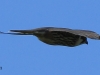 05-baumfalke-03-06-20130001