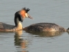 11-haubentaucher-01-07-2010001-kopie