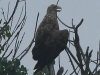 03-seeadler-29-07-20130001