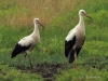 14-weissstorch-29-07-20130001