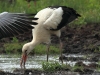 15-weissstorch-29-07-20130001