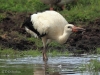 16-weissstorch-29-07-20130001