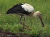 17-weissstorch-29-07-20130001