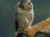 01-bussard-31-07-20130001