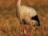 01-weissstorch-mark-05-08-20130001