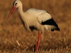 02-weissstorch-05-08-20130001