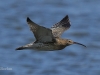 04-gr-brachvogel-05-08-20130001