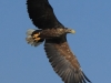 09-seeadler-ad-w-24-08-20130001