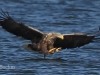 10-seeadler-ad-w-24-08-20130001