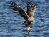 11-seeadler-ad-w-24-08-20130001