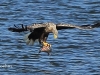 12-seeadler-ad-w-24-08-20130001