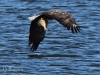 13-seeadler-ad-w-24-08-20130001