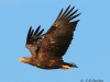 08-seeadler-26-08-20130001