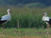 01-weissstorch-28-08-20130001