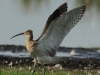 09-gr-brachvogel-28-08-20130001