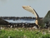 10-gr-brachvogel-28-08-20130001