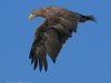 07-seeadler-ad-05-09-20130001