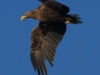 08-seeadler-ad-05-09-20130001