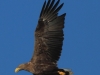 09-seeadler-ad-05-09-20130001