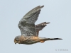 02-turmfalke-16-09-20130001