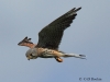 03-turmfalke-16-09-20130001