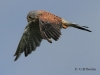 04-turmfalke-16-09-20130001