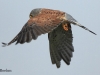 05-turmfalke-16-09-20130001