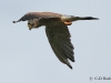 07-turmfalke-16-09-20130001