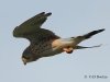 08-turmfalke-16-09-20130001