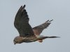 09-turmfalke-16-09-20130001