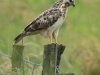 10-bussard-16-09-20130001