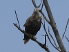 11-seeadler-16-09-20130001