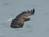 15-seeadler-25-09-20130001