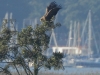 07-seeadler-29-09-20130001