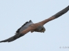 02-turmfalke-20-10-20130001