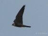 05-baumfalke-20-10-20130001