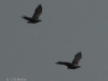 01-seeadler-ad-25-10-20130001