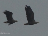 02-seeadler-ad-25-10-20130001