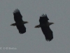 03-seeadler-ad-25-10-20130001