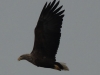 04-seeadler-ad-weib-25-10-20130001