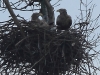 02-seeadler-ad-25-11-20130001