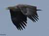 05-seeadler-07-12-20130001