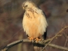 04-bussard-13-12-20130001