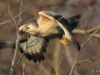 05-bussard-13-12-20130001