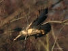 06-bussard-13-12-20130001