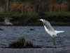 06-gr-brachvogel-27-12-2013