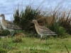 08-gr-brachvogel-27-12-2013