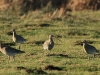 07-gr-brachvogel-30-12-2013