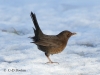 01-amsel-28-01-20130001